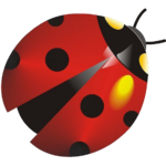 Coccinelle